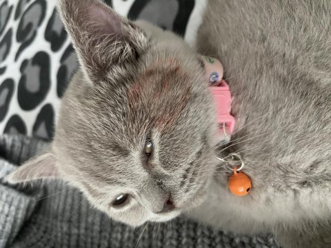 British shorthair yavrumuz yeni yuvasını arıyor