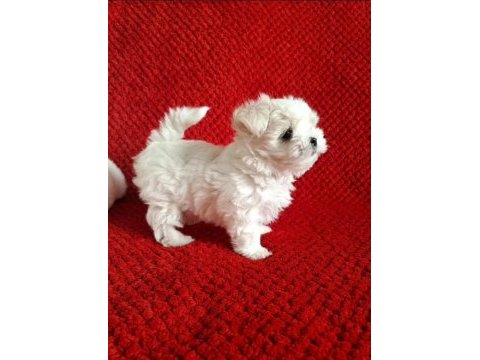Maltese terrier ırkının en özel yavruları