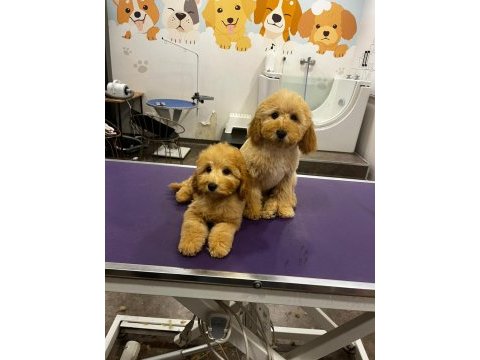 Poodle bebekler