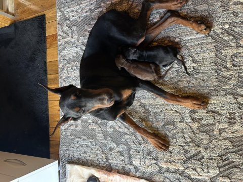 2 yaşında üretim izinli şecereli dişi doberman arayanlara