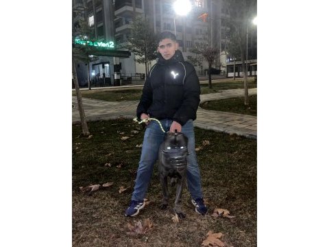 3 yaşında erkek cane corso evladımız
