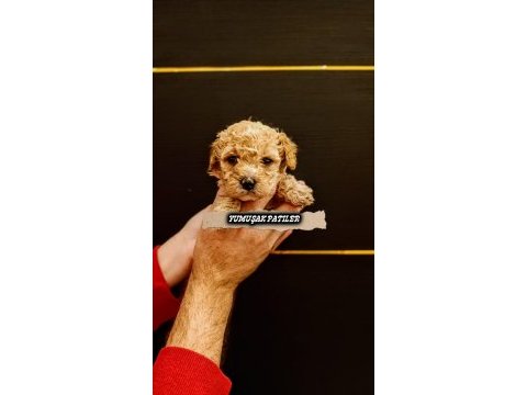 Kore poodle