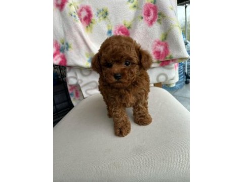 Orjinal kore kan mini poodle yavru erkek