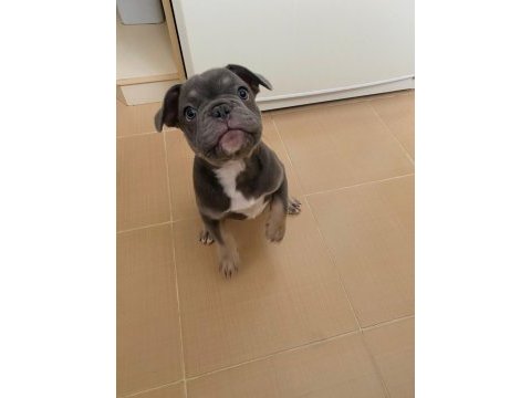 A kalite french bulldog yavruları