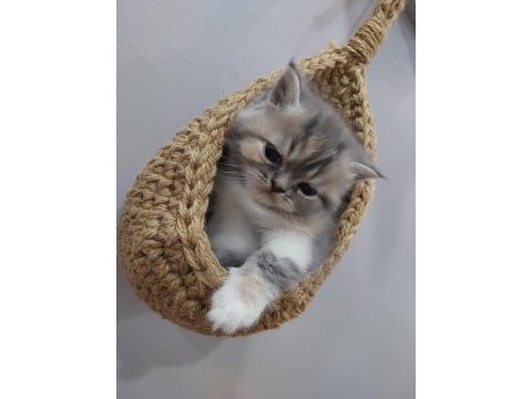 Exotic shorthair son yavru