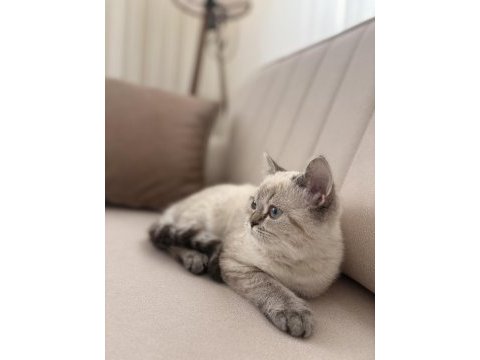 1 yaşında erkek british shorthair