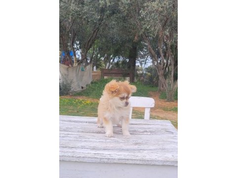 Şivava longhair dişi yavru