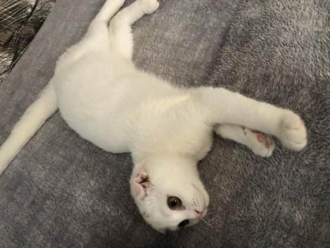 Gayet sağlıklı ve oyuncu scottish fold
