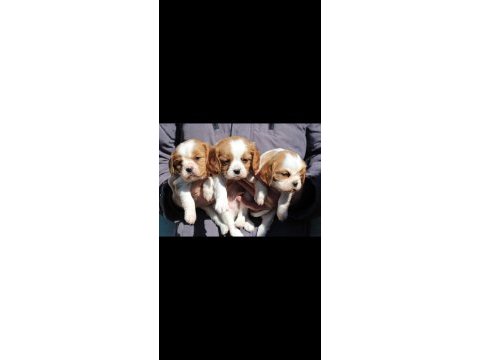 Cavalier king charles dişi ve erkek köpekler