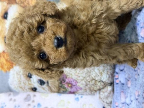 Safkan kore poodle yavrularımız yeni yuvalarını
