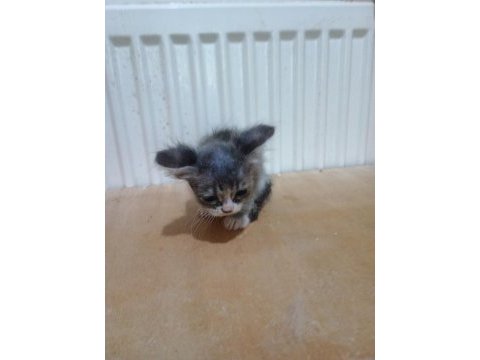 Kırık kulak kediler