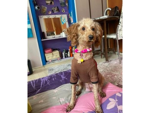 Toy poodle 2 yaşında
