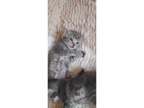 Scottish fold