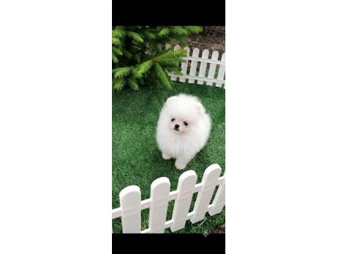 Teacup pomeranian erkek yavru