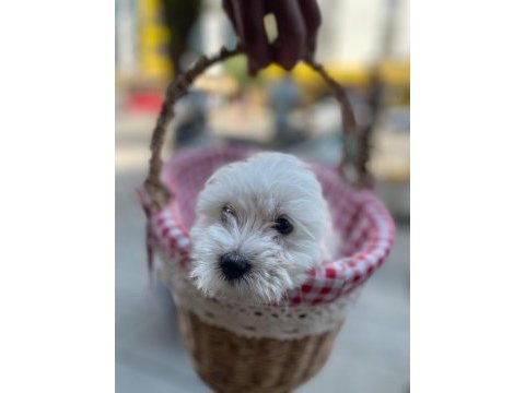 Maltese terrier yavrularımız