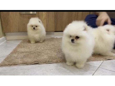 Pomeranian boo yavruları