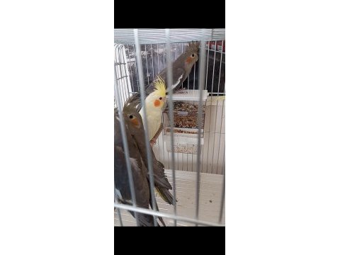 2 aylık sultan papağanları