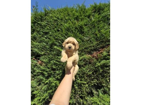 Baby face golden retriever bebeklerimi