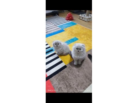Scottish fold longhair dişi