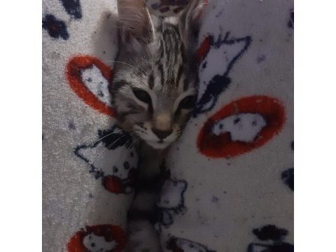 3 aylık gri erkek kedimiz yuvasını arıyor