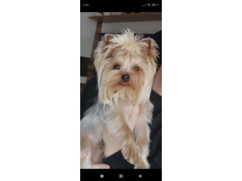 3 aylık dişi tea cup yorkshire terrier