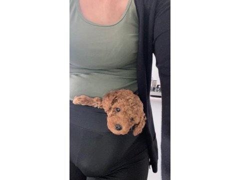 Kore - red brown - a kalite bebek yüzlü poodle