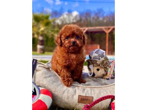 Eğitilebilir toy poodle yavruları ile evinize neşe katın