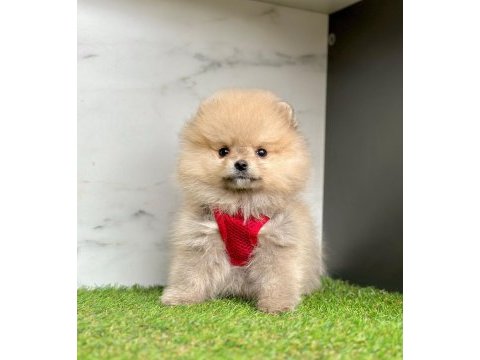 Sevimli pomeranian boo yavrularımız