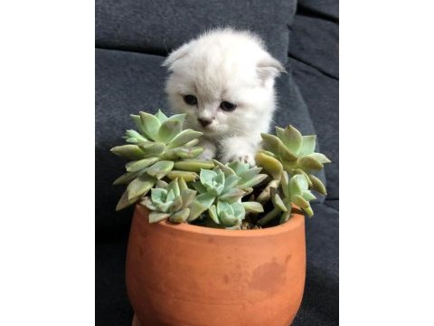 11 mart doğumlu scottish fold yeni ailelerimizi arıyoruz
