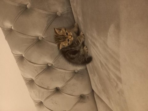 Yeni yuvamızı arıyoruz british shorthair
