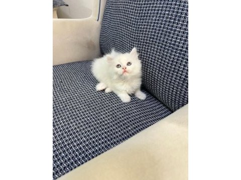 British longhair kedisi