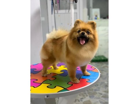 Pomeranian boo