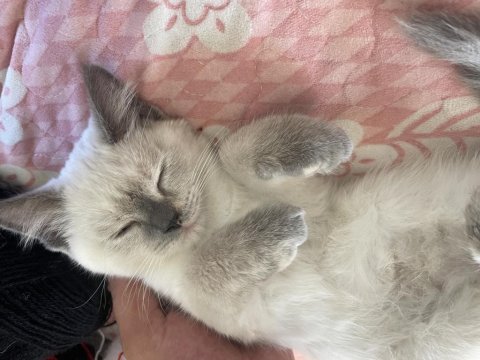 2 aylık aşısı var blue point british shorthair