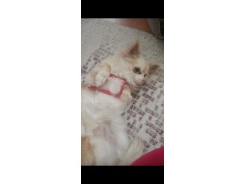 2 yaşında ve 3 aylık iki adet dişi şivava köpeğimiz acil