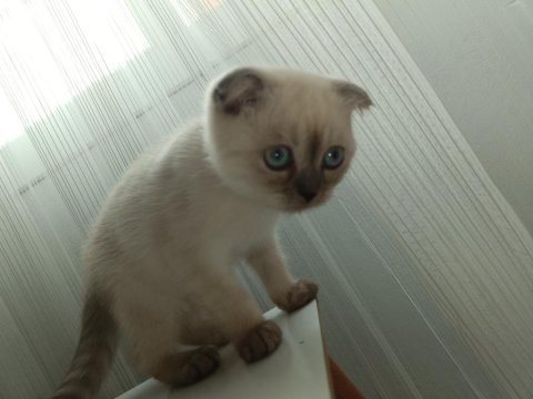 Pamuk kedimi sahiplendiriyorum