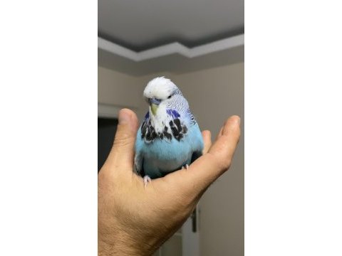 Show jumbo takım 1 yaşında muhabbet kuşu