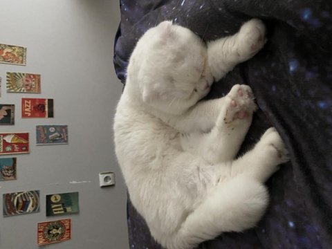 Erkek scottish fold 1 yaşında