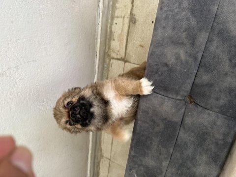 2 aylık safkan çin pekinezi basık burun minyatür