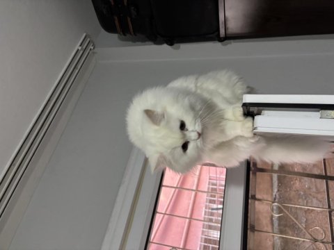 Kedimiz pamuğa aile arıyoruz