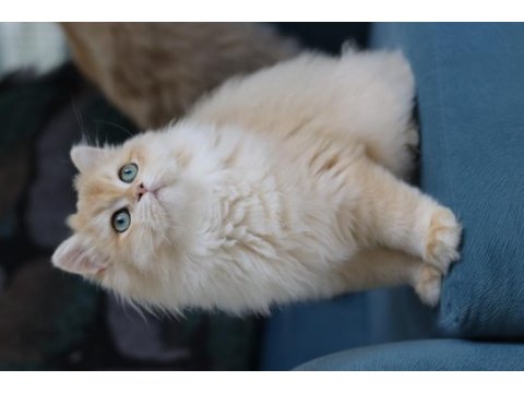 British longhair ny 12 dişi