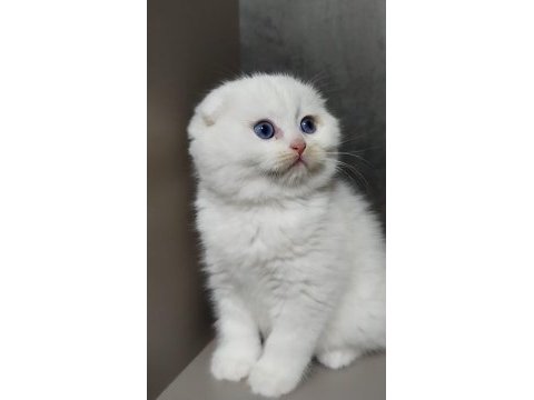 Şecereli babanın scottish fold bebeği