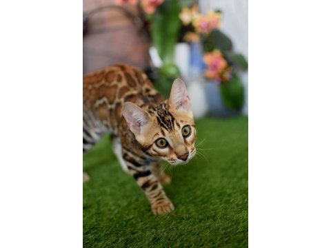 Ozyleopard bengal kıttens