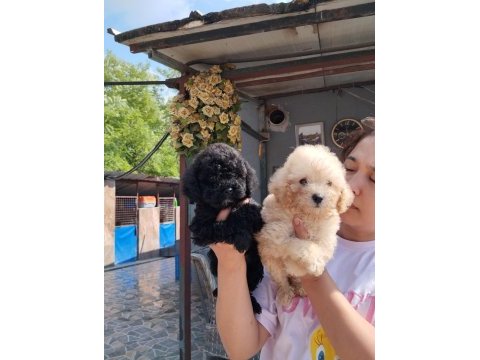 İstediğiniz reklerde poodle ıslak burunlar