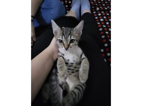 Acil baba siyam annesi tekir 2.5 aylık kedimiz