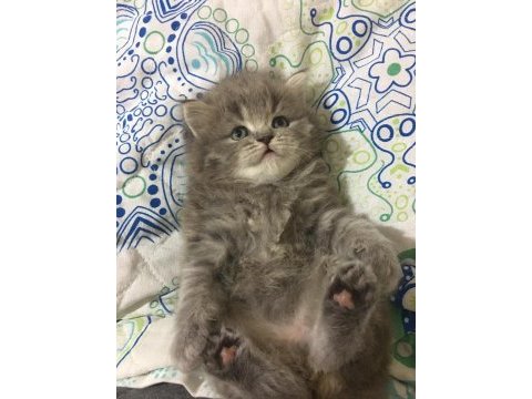 Minik british longhair pamuklar