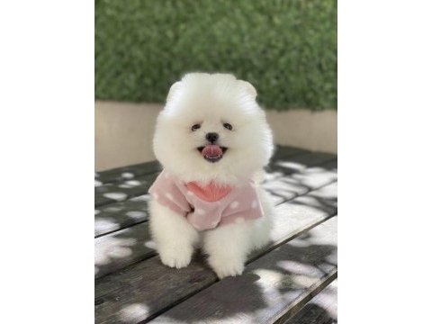 Pomerianan boo yavru köpeğimiz