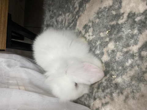 Hollanda lop tavşanı