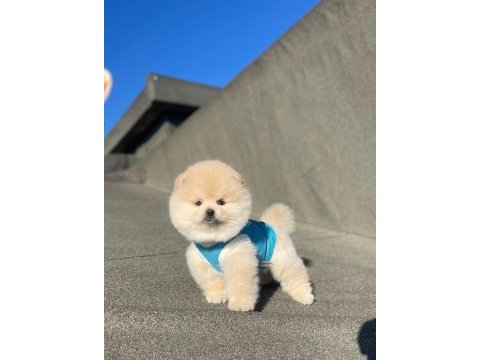 Ayı surat pomeranian bebekler