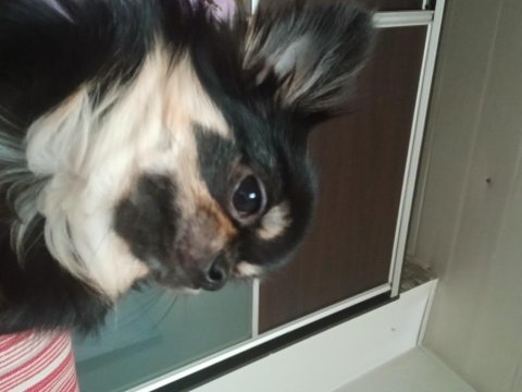 Siyah chihuahua