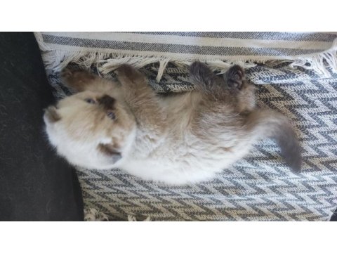 Scottish fold longhair tosunum